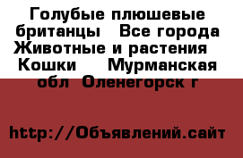 Голубые плюшевые британцы - Все города Животные и растения » Кошки   . Мурманская обл.,Оленегорск г.
